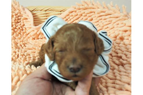 成約済の埼玉県のトイプードル-101692の2枚目